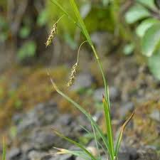 Attēlu rezultāti vaicājumam “Carex capillaris”