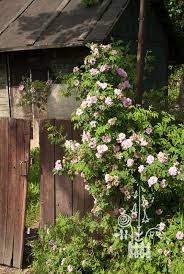 Attēlu rezultāti vaicājumam “Rosa majalis”