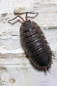 Attēlu rezultāti vaicājumam “Porcellio scaber”