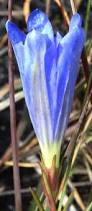 Attēlu rezultāti vaicājumam “Gentiana pneumonanthe flower”