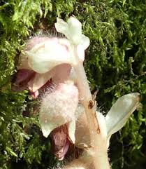 Attēlu rezultāti vaicājumam “Lathraea squamaria fruit”