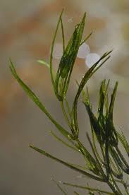 Attēlu rezultāti vaicājumam “Carex globularis”