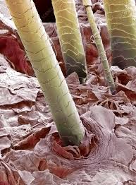 Image result for human hair microscope image