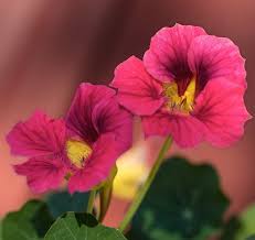 Image result for Tropaeolum minus