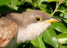 Image result for Coccyzus americanus