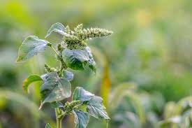 Attēlu rezultāti vaicājumam “Amaranthus retroflexus leaf”