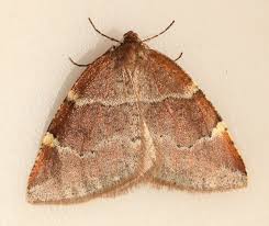 Attēlu rezultāti vaicājumam “Epirranthis diversata”