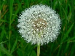 Attēlu rezultāti vaicājumam “Taraxacum suecicum leaf”