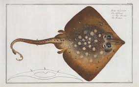 Image result for Raja clavata