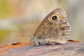 Attēlu rezultāti vaicājumam “Lasiommata maera underside”