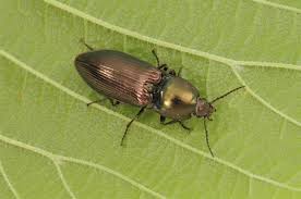 Attēlu rezultāti vaicājumam “Selatosomus aeneus”