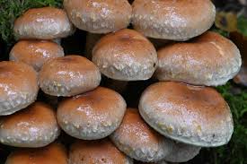 Attēlu rezultāti vaicājumam “Hypholoma lateritium”