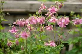 Image result for Akelei