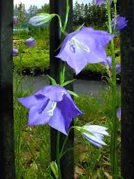 Attēlu rezultāti vaicājumam “Campanula persicifolia flower”