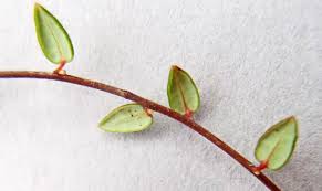 Attēlu rezultāti vaicājumam “Oxycoccus microcarpus leaf”