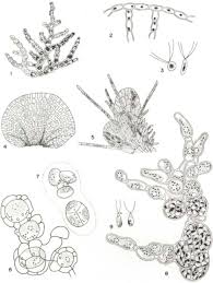 Attēlu rezultāti vaicājumam “Chaenotheca stemonea”