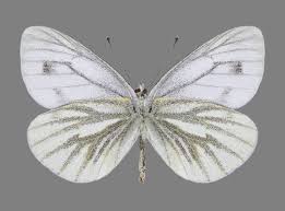 Attēlu rezultāti vaicājumam “Pieris napi female”