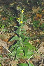 Attēlu rezultāti vaicājumam “Hieracium”