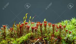 Attēlu rezultāti vaicājumam “Polytrichum commune sporophyte”