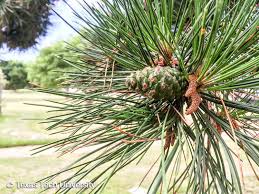 Attēlu rezultāti vaicājumam “Pinus nigra fruit”