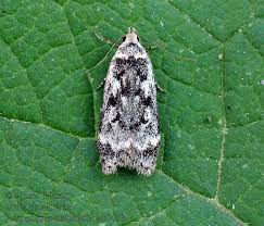 Attēlu rezultāti vaicājumam “Anacampsis blatariella”