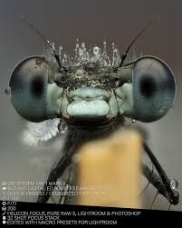 Attēlu rezultāti vaicājumam “Colloderma robustum macro”