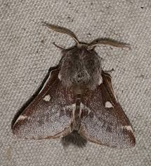 Attēlu rezultāti vaicājumam “Eriogaster lanestris”