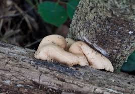 Attēlu rezultāti vaicājumam “Hypocrea pulvinata”