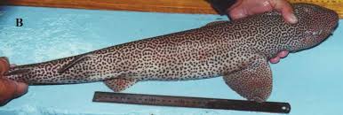 Image result for Poroderma pantherinum