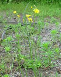 Attēlu rezultāti vaicājumam “Crepis tectorum flower”