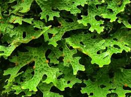 Attēlu rezultāti vaicājumam “Plectocarpon lichenum”