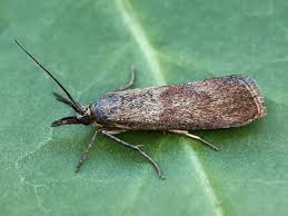 Attēlu rezultāti vaicājumam “Hypochalcia ahenella”