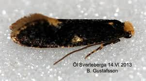 Attēlu rezultāti vaicājumam “Monopis weaverella”