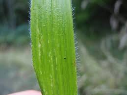 Attēlu rezultāti vaicājumam “Brachypodium sylvaticum”