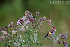 Attēlu rezultāti vaicājumam “Carduelis carduelis adult”