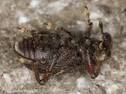 Attēlu rezultāti vaicājumam “Hylobius pinastri”