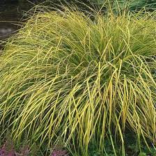 Attēlu rezultāti vaicājumam “Carex elata flower”