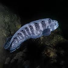 Image result for Anarhichas denticulatus