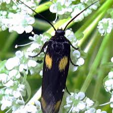 Attēlu rezultāti vaicājumam “Scythrididae”