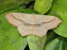 Attēlu rezultāti vaicājumam “Geometridae”