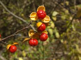 Attēlu rezultāti vaicājumam “Celastrus flagellaris”