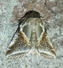 Attēlu rezultāti vaicājumam “Habrosyne pyritoides”