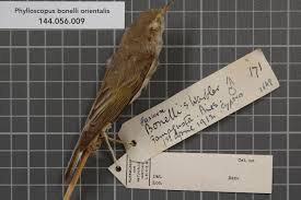 Image result for Phylloscopus orientalis