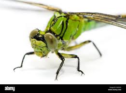 Attēlu rezultāti vaicājumam “Ophiogomphus cecilia”