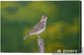 Attēlu rezultāti vaicājumam “Galerida cristata”