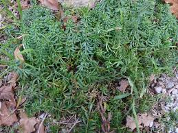 Attēlu rezultāti vaicājumam “Geocrypta galii”