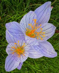 Attēlu rezultāti vaicājumam “Crocus speciosus”