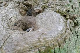 Attēlu rezultāti vaicājumam “Sitta europaea nest”