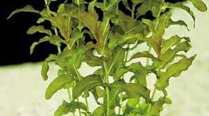 Attēlu rezultāti vaicājumam “Potamogeton perfoliatus fruit”