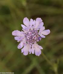 Image result for Scabiosa canescens
